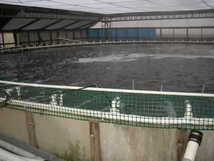 Colorite Recirculating System Photos